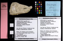 Foto (Objekt + Etiketten) von Ambulocapsa altilis (Robins, Feldmann & Schweitzer, 2013) 